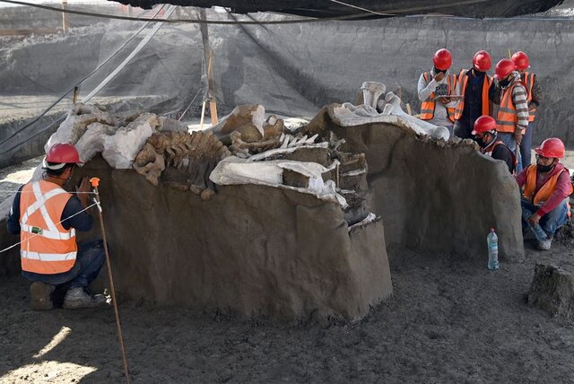 اسکلت‌ ماموت‌های کشف‌شده در مکزیک